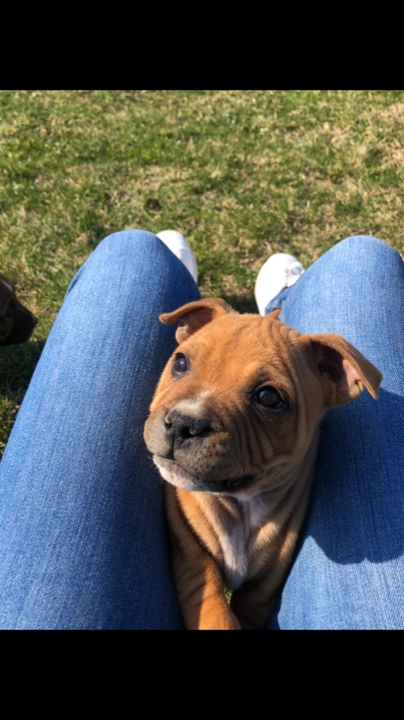 staffieandyorkie - Chiots disponibles - Staffordshire Bull Terrier