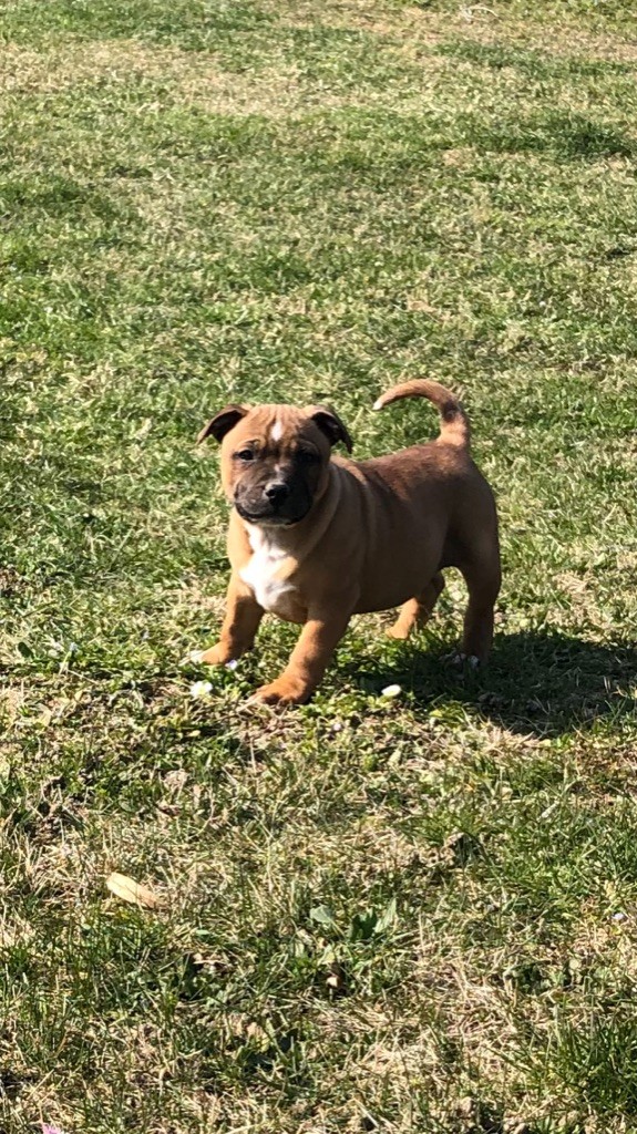 staffieandyorkie - Chiots disponibles - Staffordshire Bull Terrier