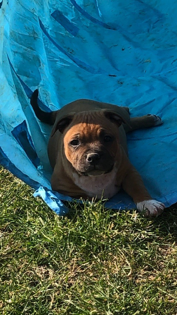 staffieandyorkie - Chiots disponibles - Staffordshire Bull Terrier