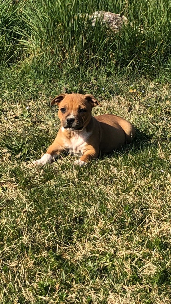 staffieandyorkie - Chiots disponibles - Staffordshire Bull Terrier